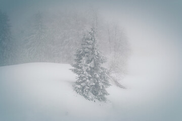 Lonely pine tree in dense fog