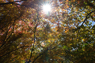 埼玉県神川町にある城峯公園の見頃を迎えた紅葉