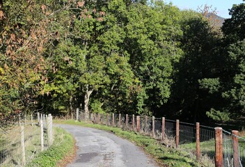 A  Welsh country lane winding downhill at the start of autumn.