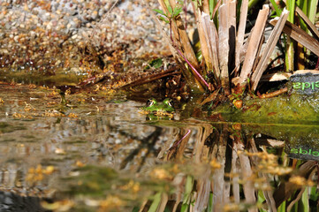 Teihfrosch - green frog