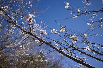 埼玉県神川町にある城峯公園の冬桜