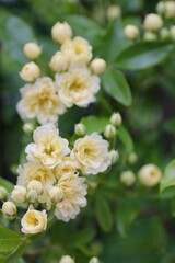 黄色の木香薔薇