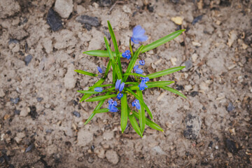 Small blue decorative bluebell flowers grow on a home flower bed, top view
