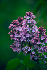 flowers in the garden