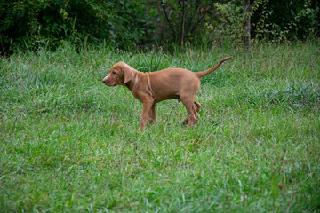 dog on the grass