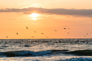 Swarm of seagulls flying over the ocean in beautiful orange sunrise