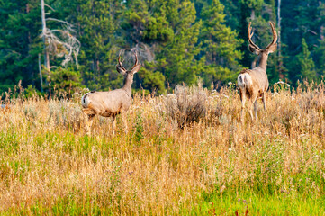 Obraz na płótnie Canvas Mule deer staring into the distance on a hill with pine trees in background.