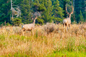 Mule deer staring into the distance on a hill with pine trees in background.
