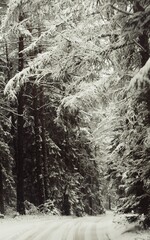 Nastrojowy zimowy krajobraz wyciszający i zrównoważony.  © Lidia