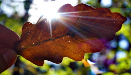 liść dębu w  jesiennych promieniach słońca