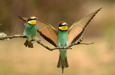 abejarucos en primavera