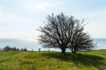Obraz premium Lonely trees on a green meadow in front of the ocean on a bright and sunny day