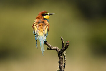 abejarucos en primavera
