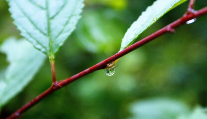 kropla deszczu w ogrodzie na gałęzi © Dawid
