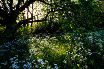 sun shining through trees