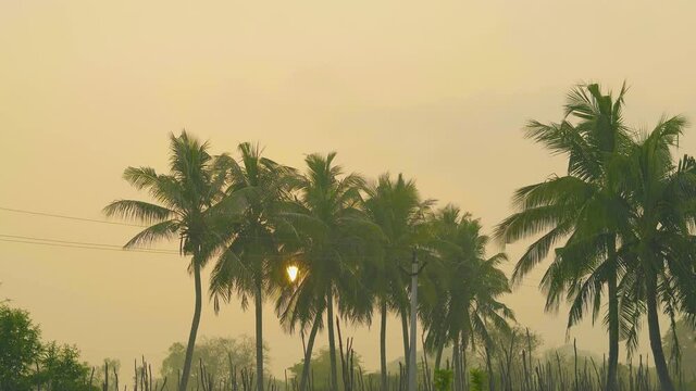 Sun rising between palm trees