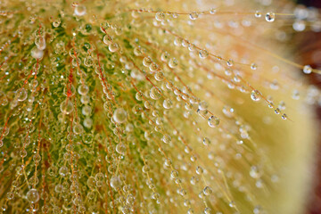 drops of dew on a yellow cactus
