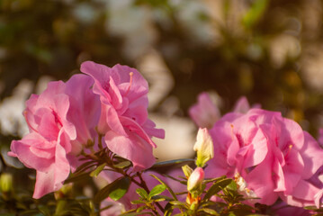 Obraz premium SONY DSC