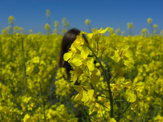 Obraz premium a woman hides behind a rapeseed flower in a rapeseed field