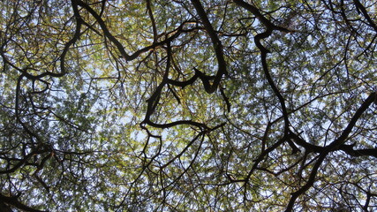 Tree canopy looking up 1
 