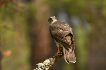 azor macho en su territorio