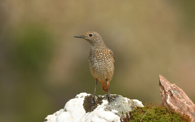 roquero rojo en la sierra abulense. avila.españa
