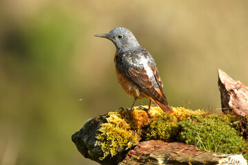 roquero rojo en la sierra abulense. avila.españa