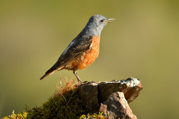 roquero rojo en la sierra abulense. avila.españa