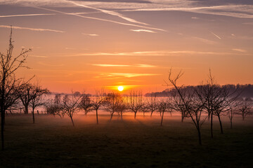foggy winter sunset with apple trees