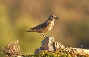roquero rojo hembra en la naturaleza