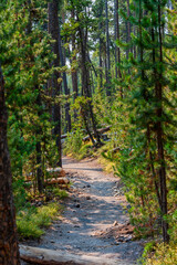 Hiking trail through pine forest in Yellowstone