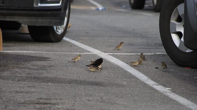 blackbird and sparrows  fight over pizza