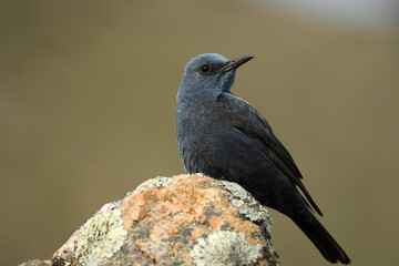 roquero solitario observa desde la piedra