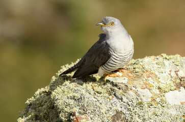 Un cuco en primavera sobre la roca