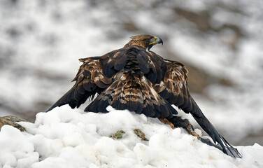aguila real adulta en la nieve