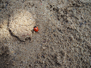 Tiny red ladybug is moving on sand to its destination.