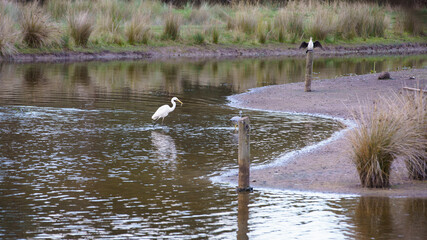 White heron hunting 