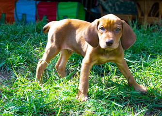 Vizsla puppy in the grass