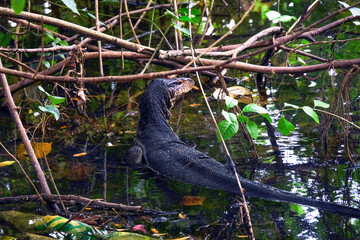Huge adult monitor lizard spotted at Sengkang Riverside Park, partially submerged in shallow waters