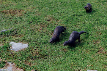 Family of smooth-coated otters spotted at Yishun Dam, running on grassy bank after surfacing from the waters, Singapore
