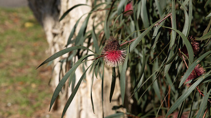 Bright pink flowers near the Briars national park in Melbourne, Victoria in South Eastern Australia. 