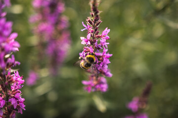 A bee collects nectar from bright purple flowers. Summer Flowering Purple Loosestrife, Lythrum tomentosum or spiked loosestrife and purple lythrum on a green blured background