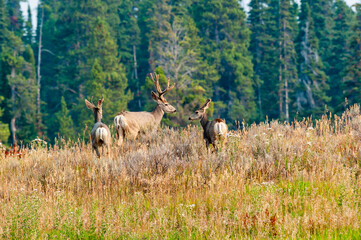 Mule deer grazing on a hill with pine trees in background.