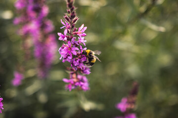 A bee collects nectar from bright purple flowers. Summer Flowering Purple Loosestrife, Lythrum tomentosum or spiked loosestrife and purple lythrum on a green blured background