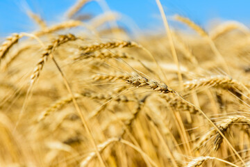 Closeup of the ripe wheat ready for harvest. Agricultural concept