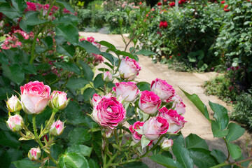 庭園に満開のピンクと白のバラの花