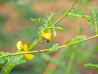 A photo of a bee and a yellow sesbania.