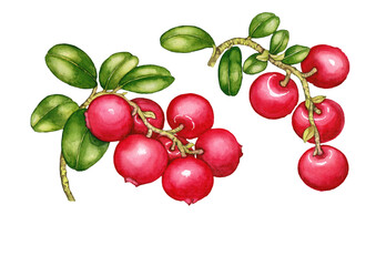 Beautiful watercolor illustration of bearberries isolated on white