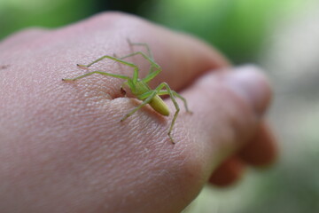 Green huntsman spider (Micrommata virescens) held in hand