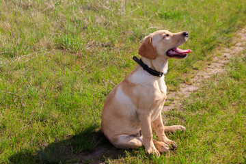 Naklejka na ściany i meble Cute labrador retriever puppy sitting on a green meadow